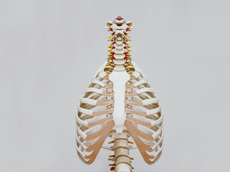How X-Rays works at Carroll Chiropractic